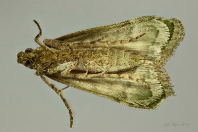 Heteromicta poeodes