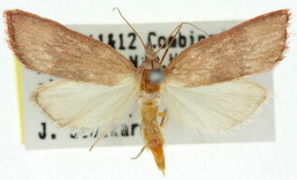 Callionyma sarcodes
