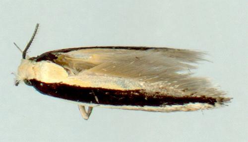 Macrenches eurybatis