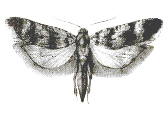 Pectinophora gossypiella