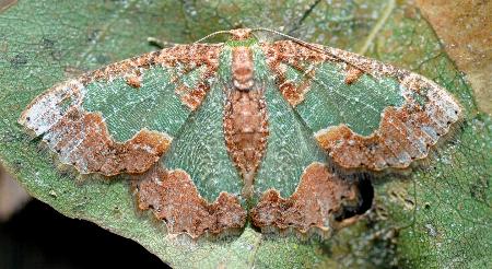 Anisozyga aphrias