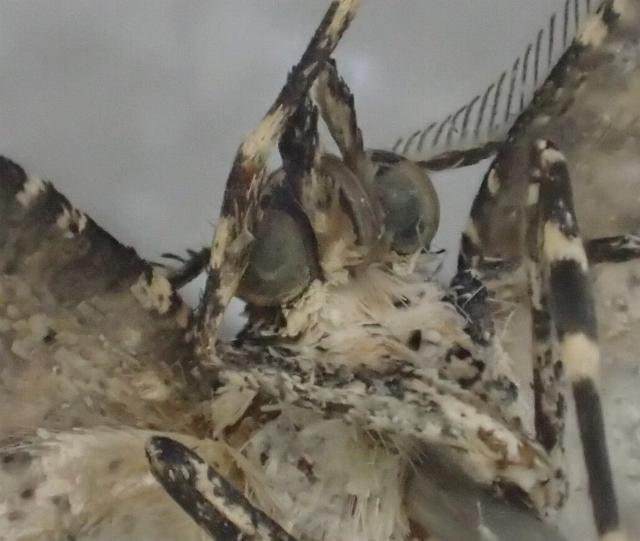 Lophothorax eremnopis