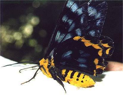unmounted butterfly DYSPHANIA NUMANA NUMANA 