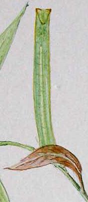 Cyneoterpna wilsoni