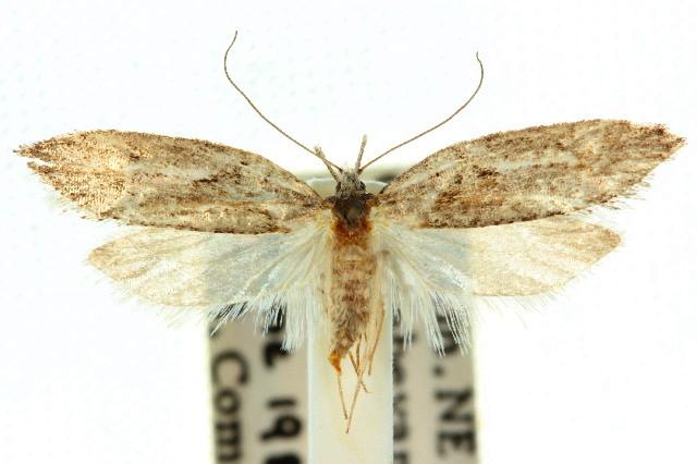 Acmosara polyxena