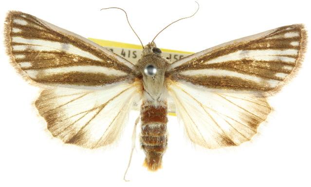 Heliocheilus cladotus