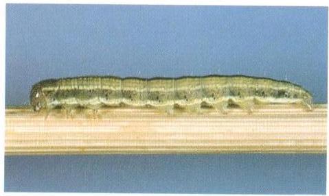 Heliocheilus flavitincta