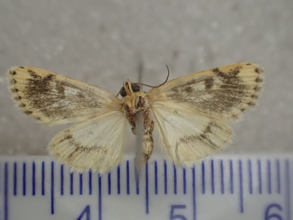 Heliocheilus flavitincta