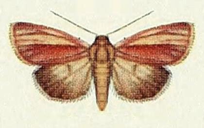 Heliocheilus ionola
