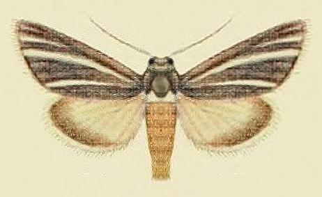 Heliocheilus mesoleuca