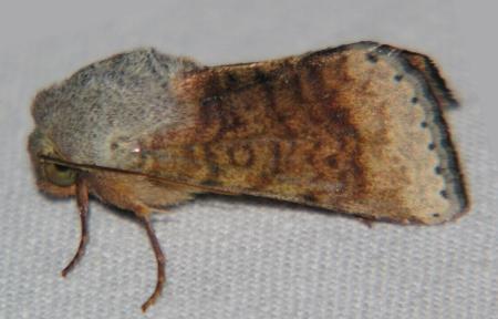 Helicoverpa prepodes