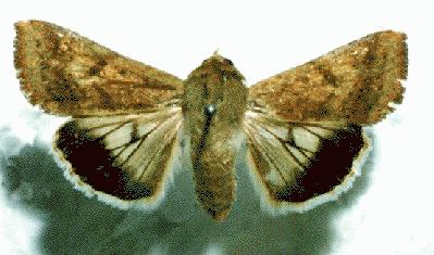 Helicoverpa punctigera