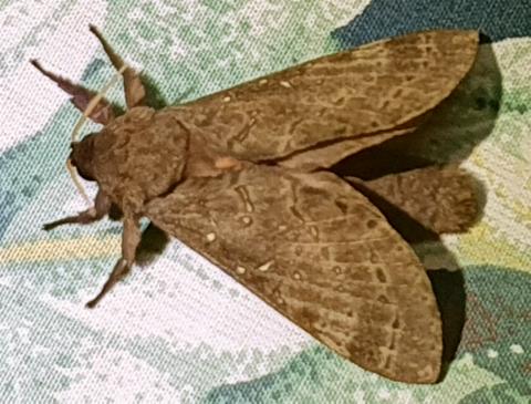 Oxycanus aedesima