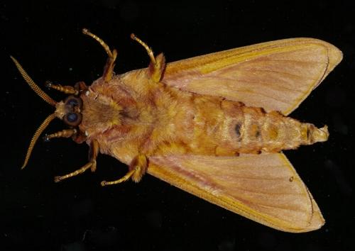 Oxycanus antipoda