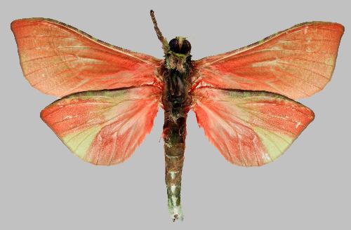Aenetus cyanochlora