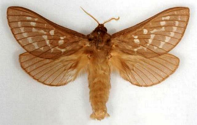 Oxycanus goodingi