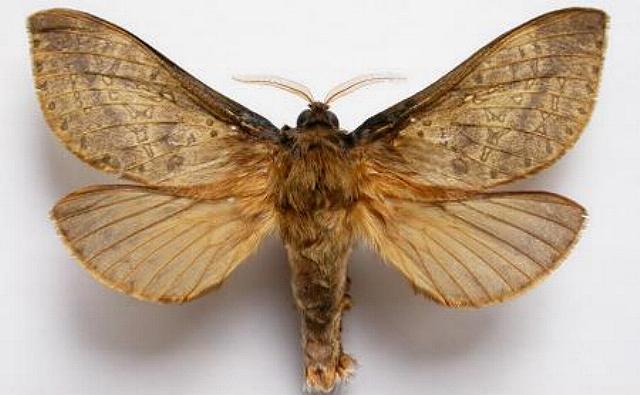 Oxycanus janeus