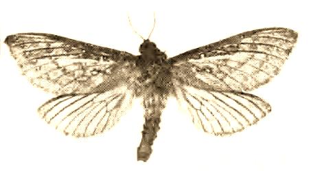 Oxycanus nuptialis