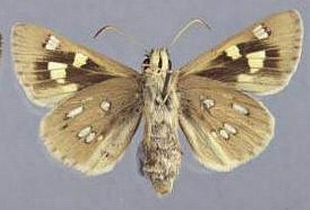 Hesperilla chrysotricha