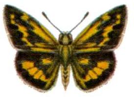 Taractrocera ina