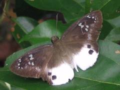 Tagiades japetus