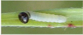 Pelopidas lyelli