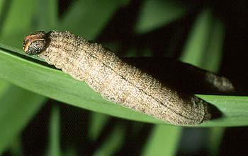 Trapezites symmomus larva