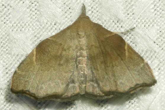Goniocraspedon mistura
