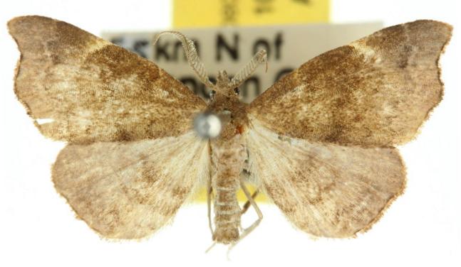 Goniocraspedon mistura