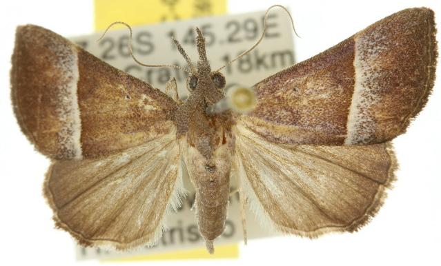 Hypena orthographa
