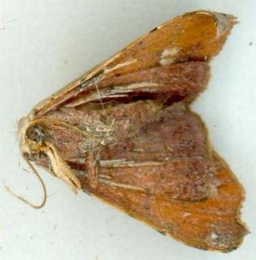 Esthlodora versicolor