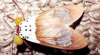 Moths