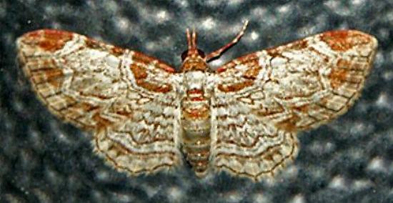 Eupithecia costalis