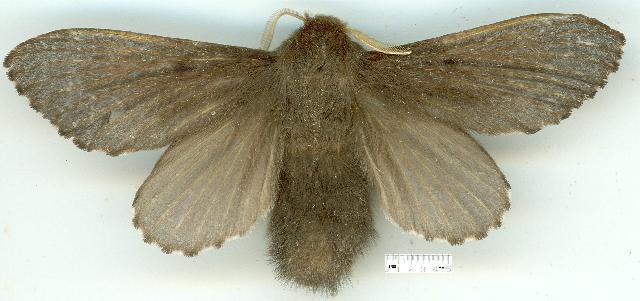 Symphyta nyctopis