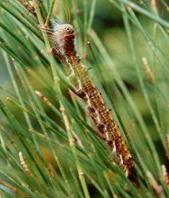 Pernattia pusilla