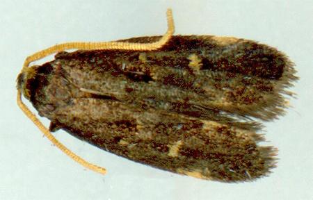 Cophomantella lychnocentra