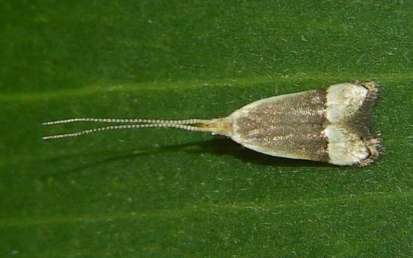 Sarisophora tenella