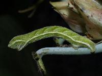 looper caterpillar