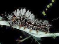 identifying Australian caterpillars