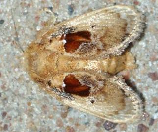 Chalcocelis albiguttatus
