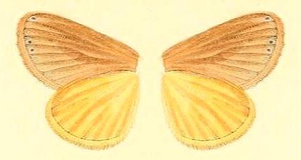 Chalcocelis albiguttatus