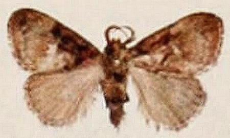 Pygmaeomorpha aquila