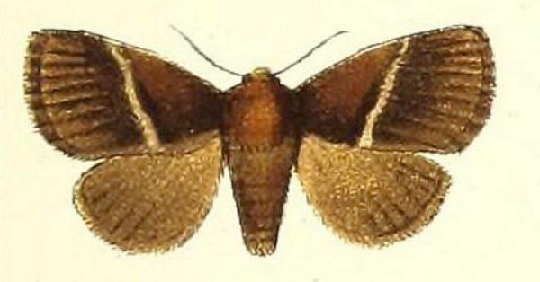 Eloasa brevipennis