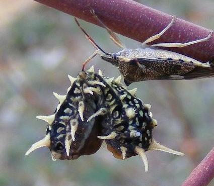 Pentatomidae vs Lepidoptera