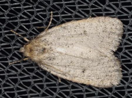 Termessa amorpha