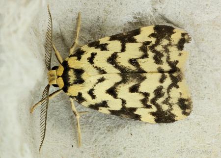 Goniosema anguliscripta