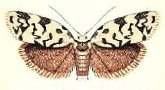 Goniosema anguliscripta