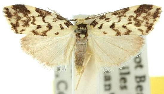 Goniosema anguliscripta