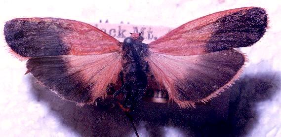 Scoliacma bicolora