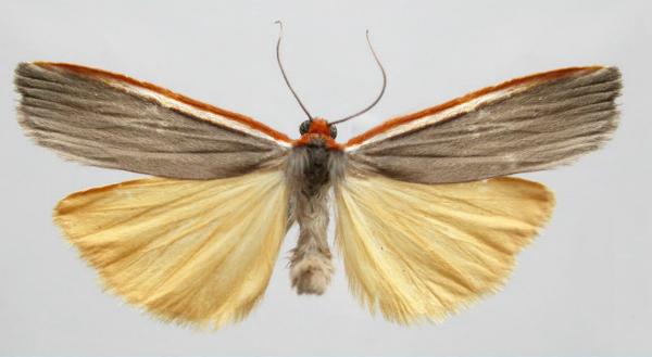 Palaeosia bicosta